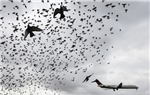 Làm cách nào ngăn chim trời tấn công "chim sắt" ở các sân bay?